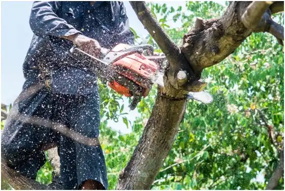 tree services Lugoff